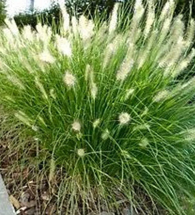Dwarf Fountain Grass